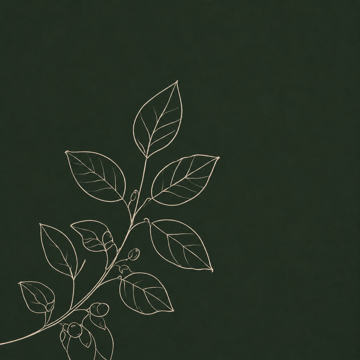 Ilustración de hojas de café
